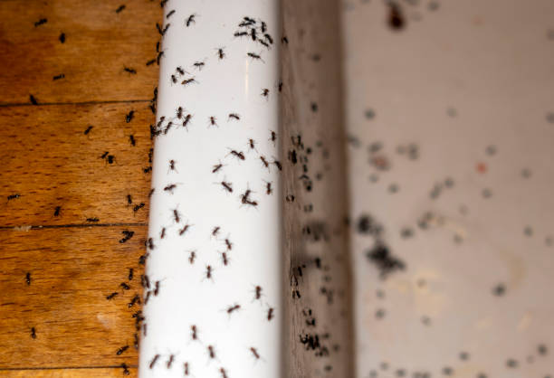 Best Spider Control Near Me  in White Oak, TX