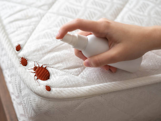 Wasp Removal Services in White Oak, TX