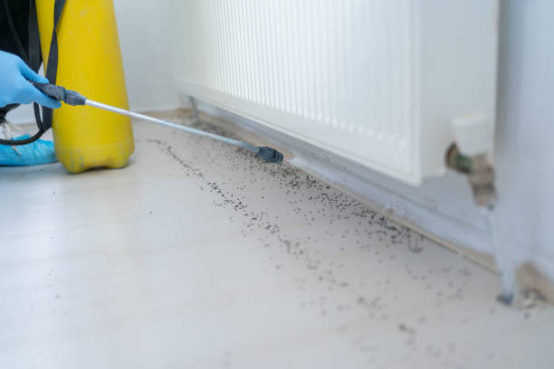 Best Bed Bug Extermination  in White Oak, TX